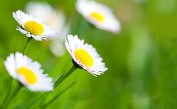 Spring and daisyes — Stock Photo, Image