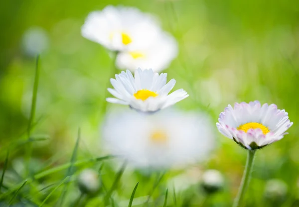 Flores da primavera . — Fotografia de Stock