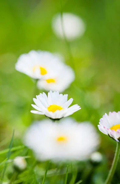 Field of daisyes — Stock Photo, Image