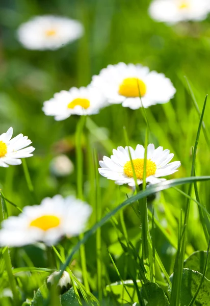 The daisyes in grass. — Stock Photo, Image