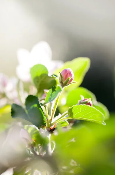 Flor de maçã - macro — Fotografia de Stock