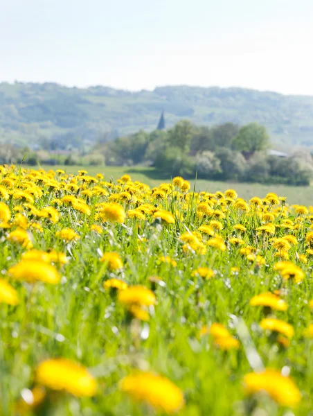 Tavasz és a virágok — Stock Fotó