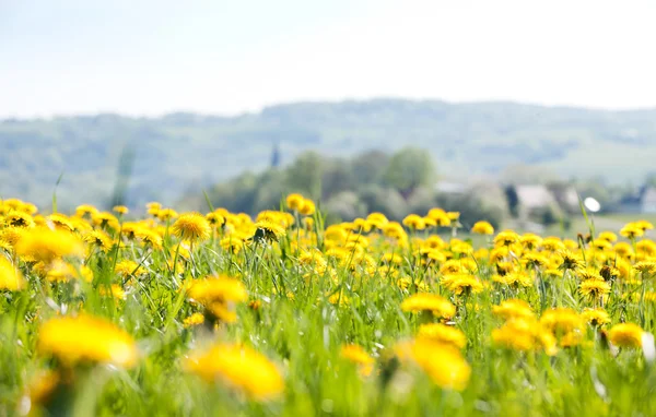 A mező, a virágok. — Stock Fotó