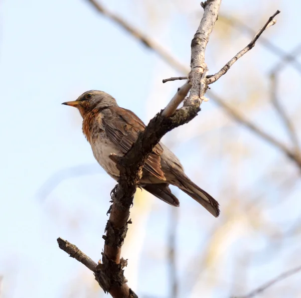 Şarkı ardıç kuşu — Stok fotoğraf