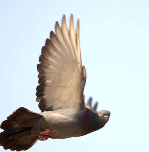 Літати голуб — стокове фото