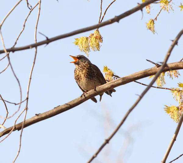 Şarkı ardıç kuşu — Stok fotoğraf