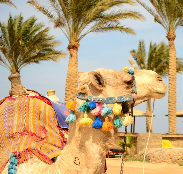海滩上的骆驼 — 图库照片
