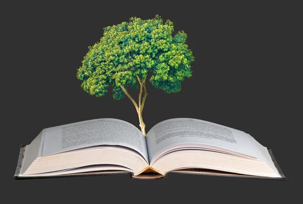 Дерево, що росте з відкритої книги — стокове фото