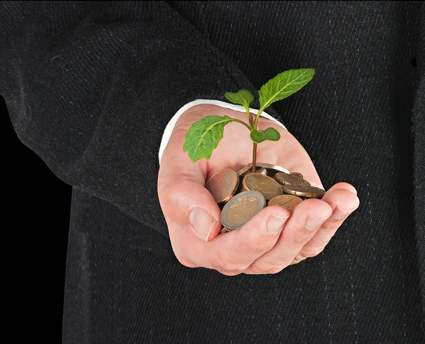 Cabbage seedling in hand — Stock Photo, Image