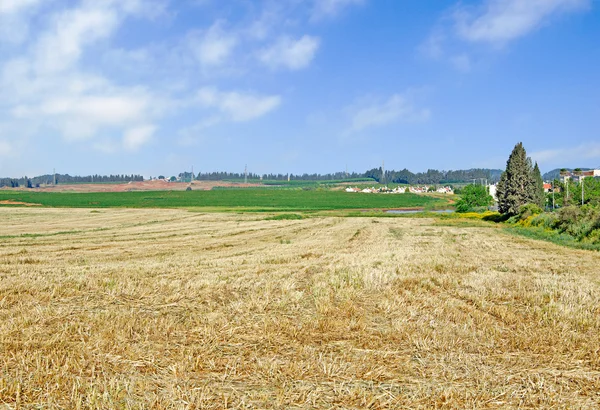 Harvested wheat field — Stock Photo, Image
