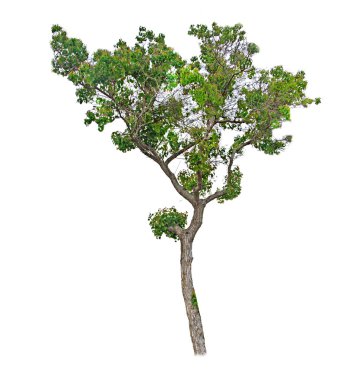 Beyaz arkaplanda ağaç