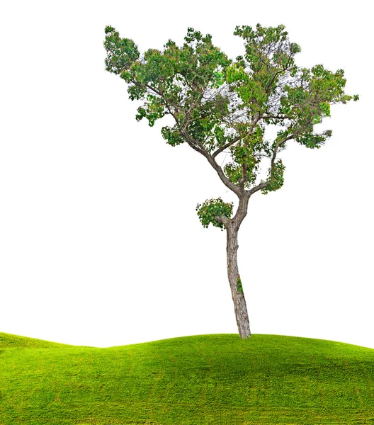 Árbol en el prado — Foto de Stock