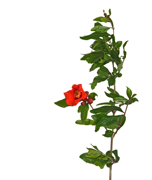 Ramo de romã com flor — Fotografia de Stock