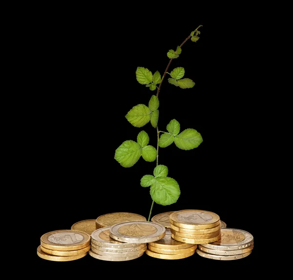 Roślina rośnie z monet — Zdjęcie stockowe