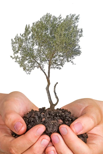 Olive tree in hands as a gift — Stockfoto