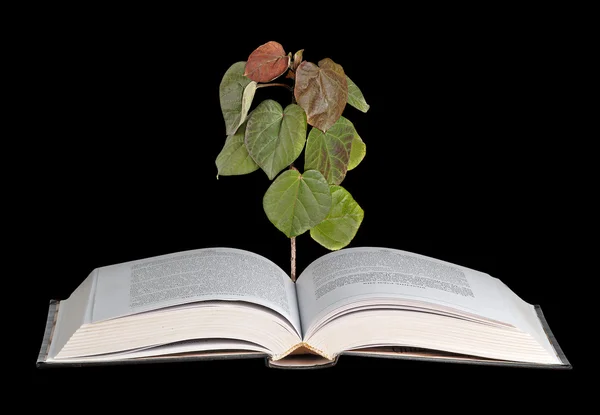 Bäumchen wachsen aus Buch — Stockfoto