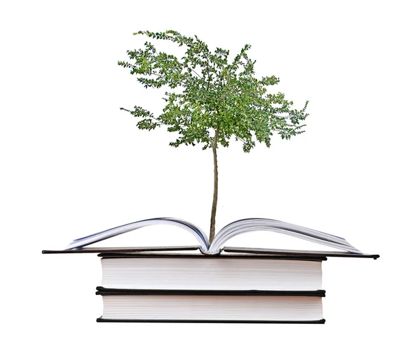 Дерево, растущее из открытой книги — стоковое фото