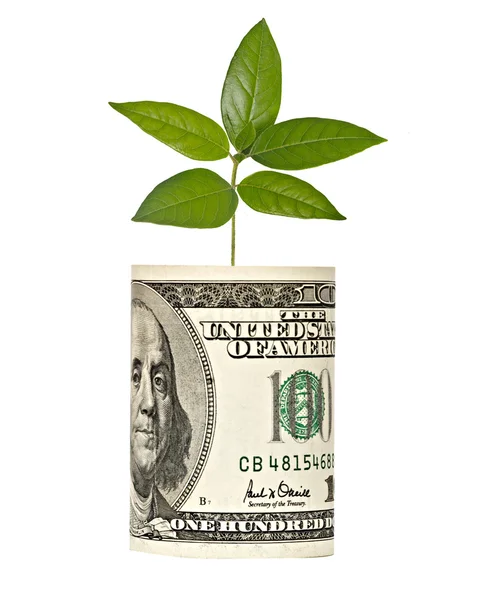 Drzewko rośnie od dolara — Zdjęcie stockowe