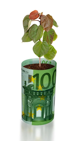 Plantgoed groeiende van euro bill — Stockfoto