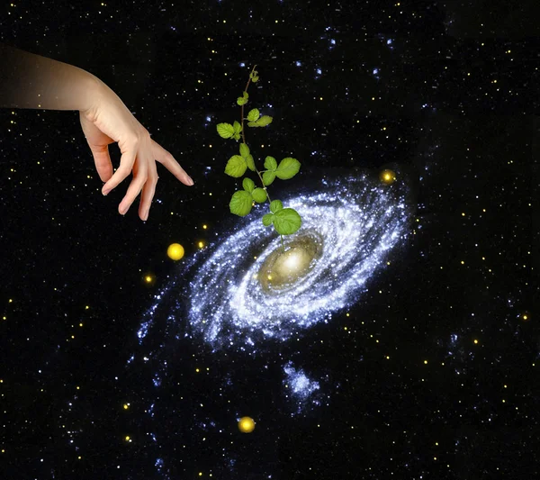 植物在 galaxy.elements 由 na 装备此图像的中心 — 图库照片