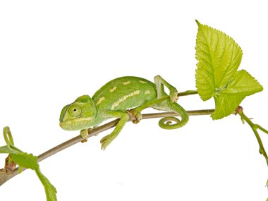 Chameleon on branch clipart
