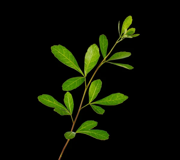 Close up of branch — Stock Photo, Image