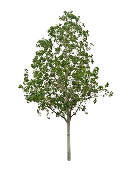 Albero su sfondo bianco — Foto Stock