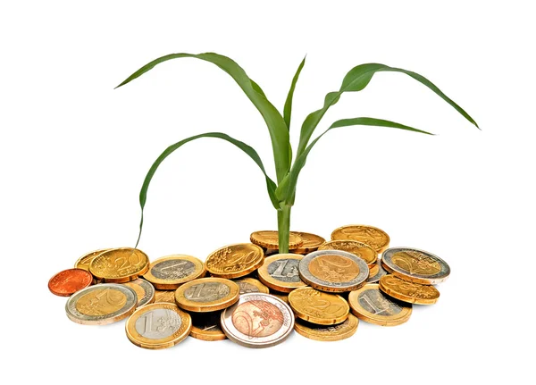 Kukurydza rośnie od kupie monety — Zdjęcie stockowe