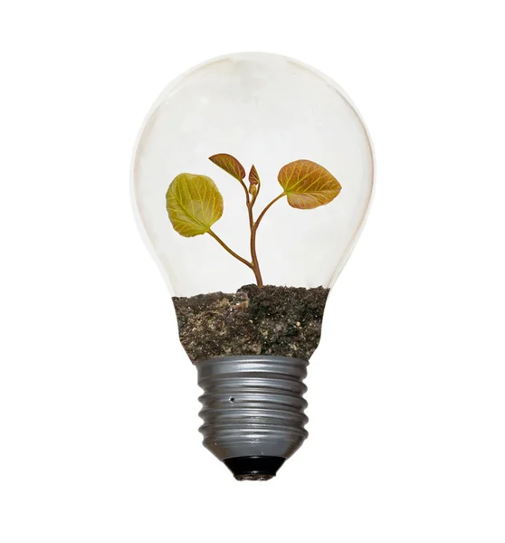 Arbustos en la lámpara —  Fotos de Stock