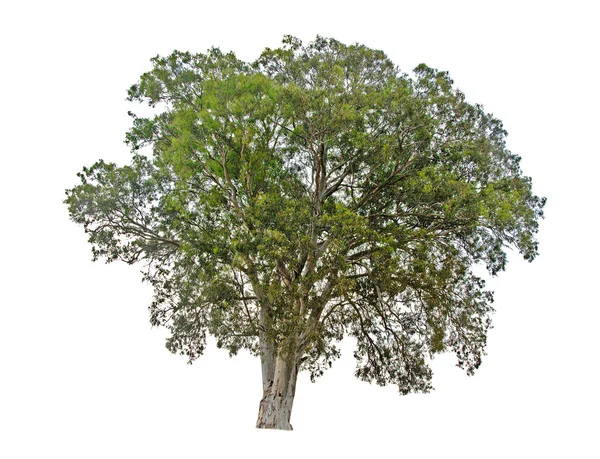 Árbol sobre fondo blanco — Foto de Stock