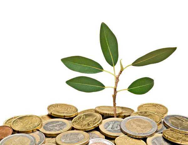 Sapling growing from pile of coins — Stock Photo, Image