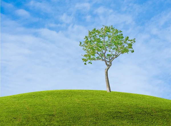 Çayır üzerinde huş ağacı — Stok fotoğraf