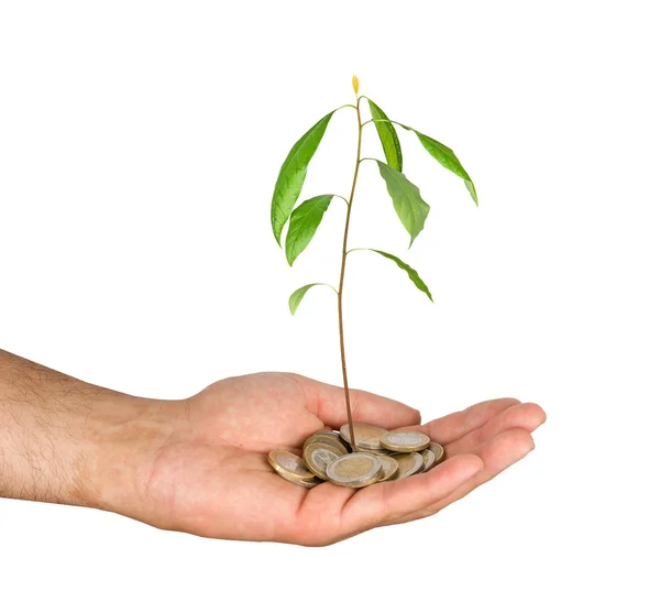 Palm with avocado seedling growing from pile of coins — Stock Photo, Image