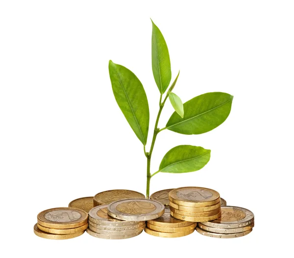 Citrus sapling growing from a pile of coins — стоковое фото