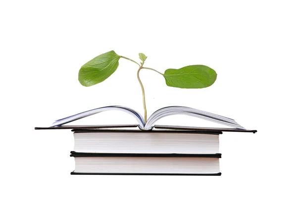 Βιβλίο με φυτό καστορέλαιο με πρώτο φύλλα — Φωτογραφία Αρχείου