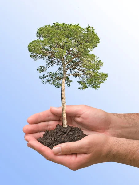 stock image Pine tree in hands