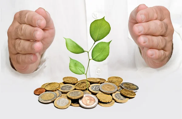 stock image Sapling protected by hands