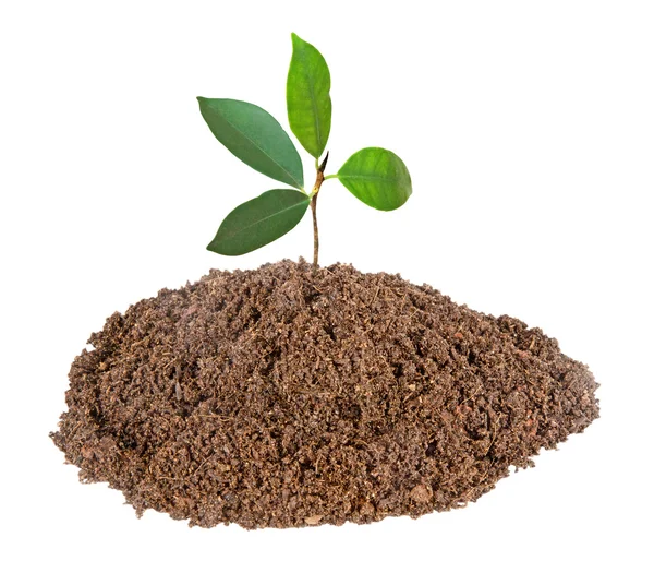 Drzewko rośnie z gleby — Zdjęcie stockowe