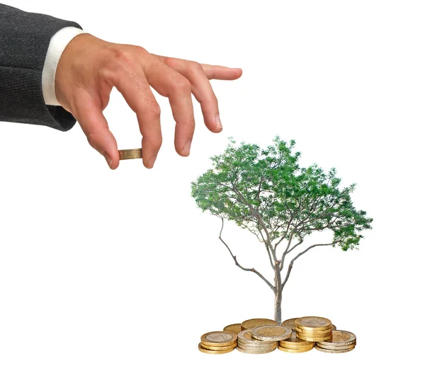 Träd växer från mynt — Stockfoto