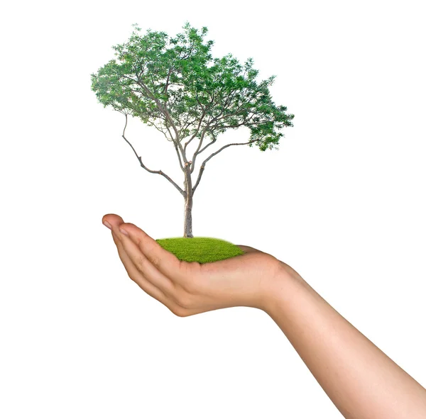Tree in palm as a symbol of nature protection — Stock Photo, Image
