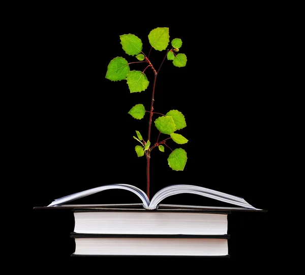 Sapling growing from book — Stock Photo, Image