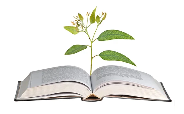 Plantgoed groeien van boek — Stockfoto