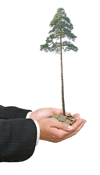 Pine tree in hands — Stock Photo, Image