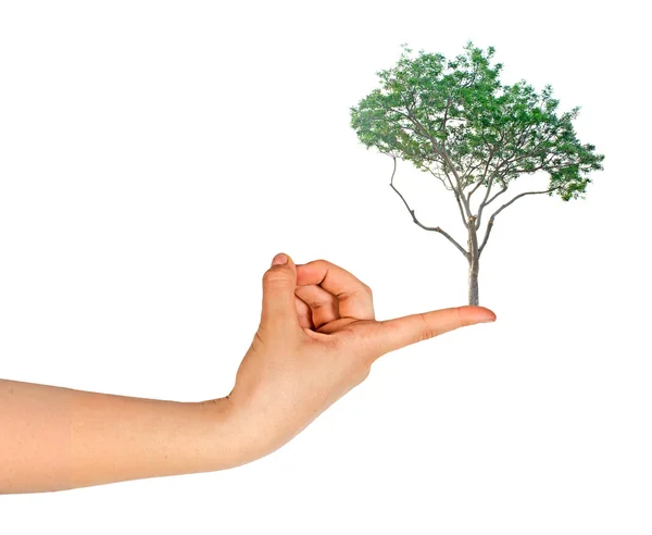 Ağaç üstünde parmak — Stok fotoğraf