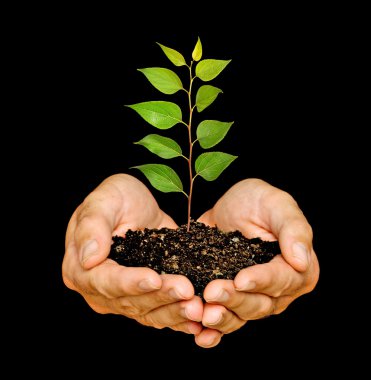 Sapling in hands clipart