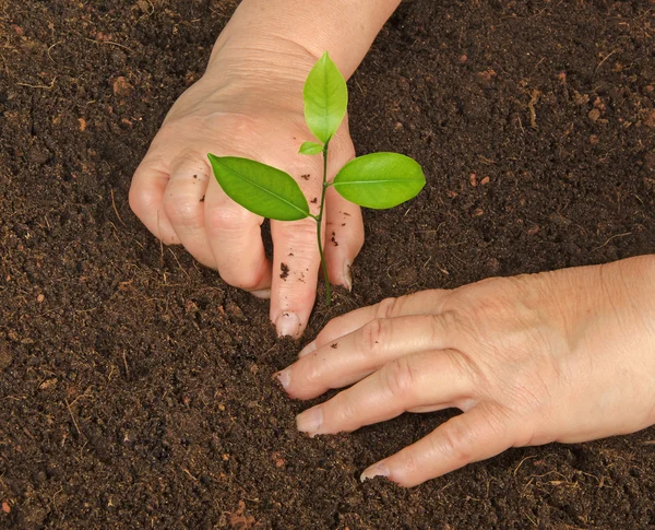 Mulher plantando brotos cítricos — Fotografia de Stock