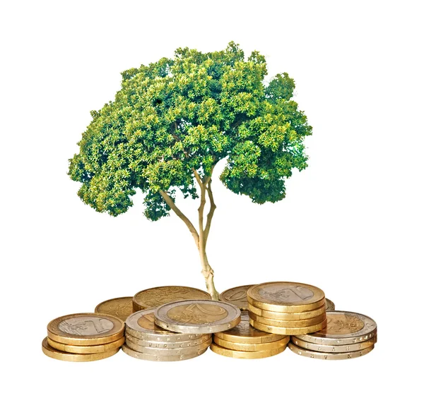 Tree growing from pile of coins — Stock Photo, Image