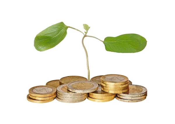 Castor olie boom plantgoed groeien uit de stapel van munten — Stockfoto