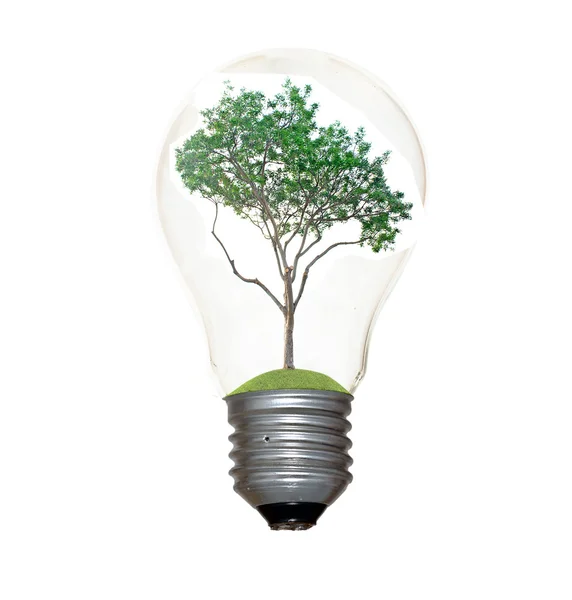 Ampoule incandescente avec un arbre comme filament — Photo