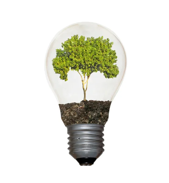 Incandescent light bulb with a tree as the filament — Stock Photo, Image